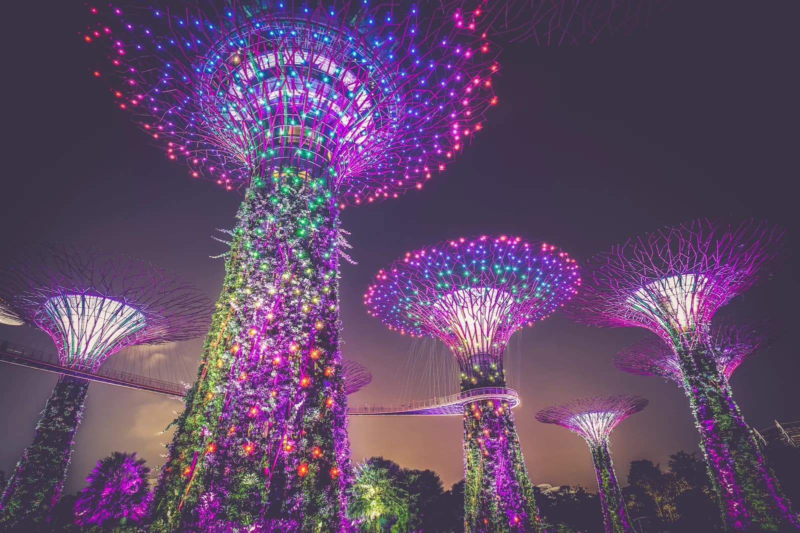 The Supertree Grove at Gardens by the Bay lit up at night during the Garden Rhapsody show