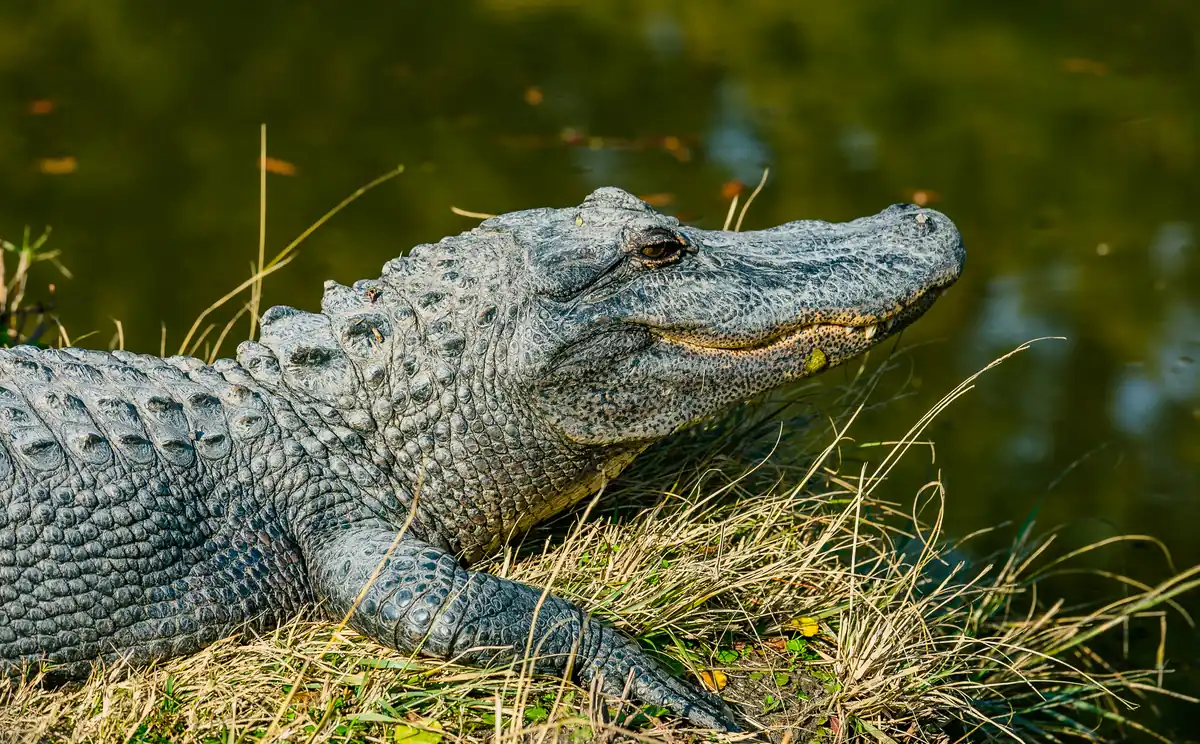 Alligator Adventure in Myrtle Beach