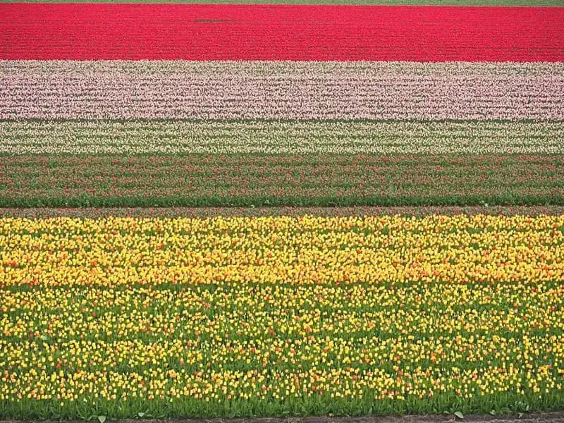 Amsterdam & the tulip fields, Netherlands