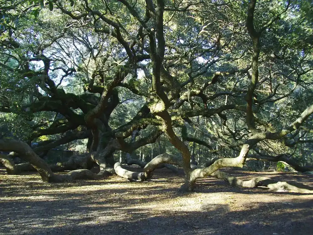 Angel Oak Tree in Charleston