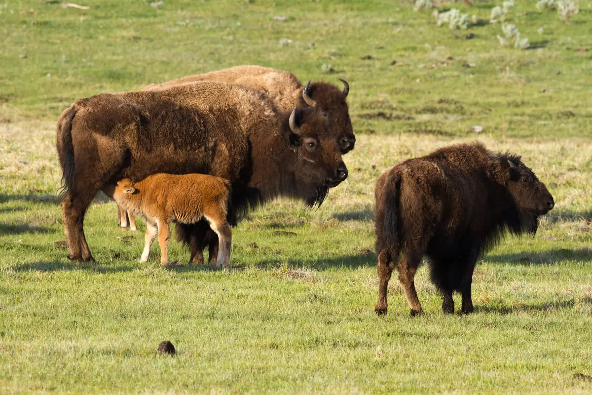 Baby wildlife season in Yellowstone