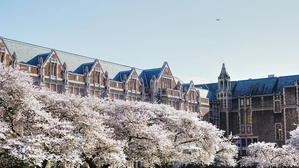 Cherry blossom at the UW Quad in Seattle