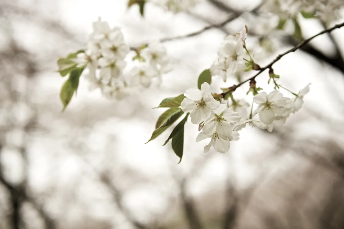 Cherry blossom (sakura) in Japan