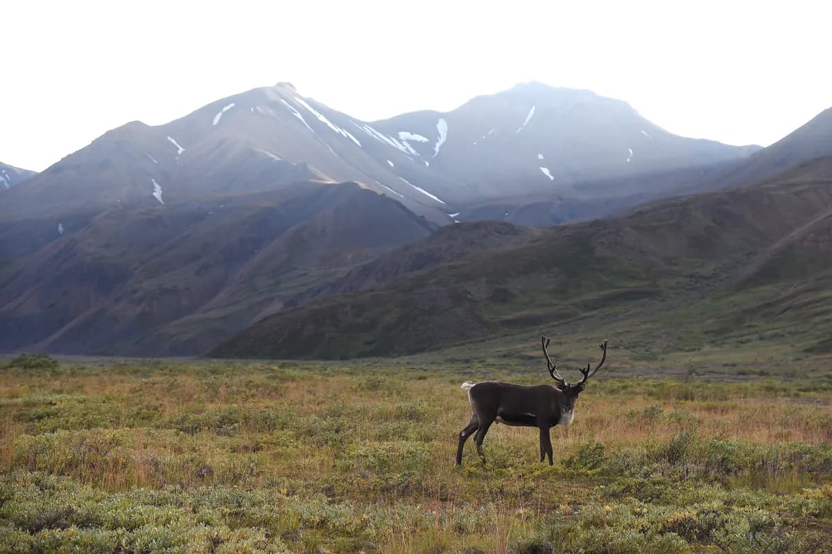 Denali National Park, USA