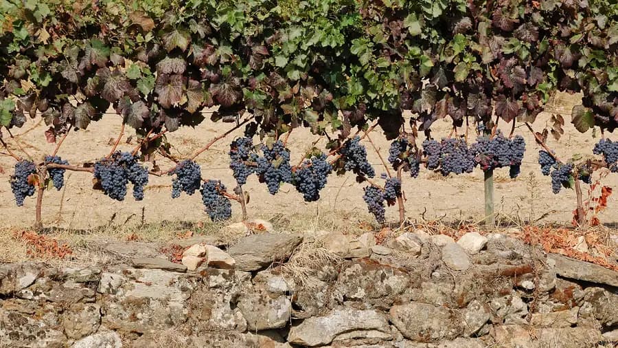 Douro wine harvest (vindima) in Portugal