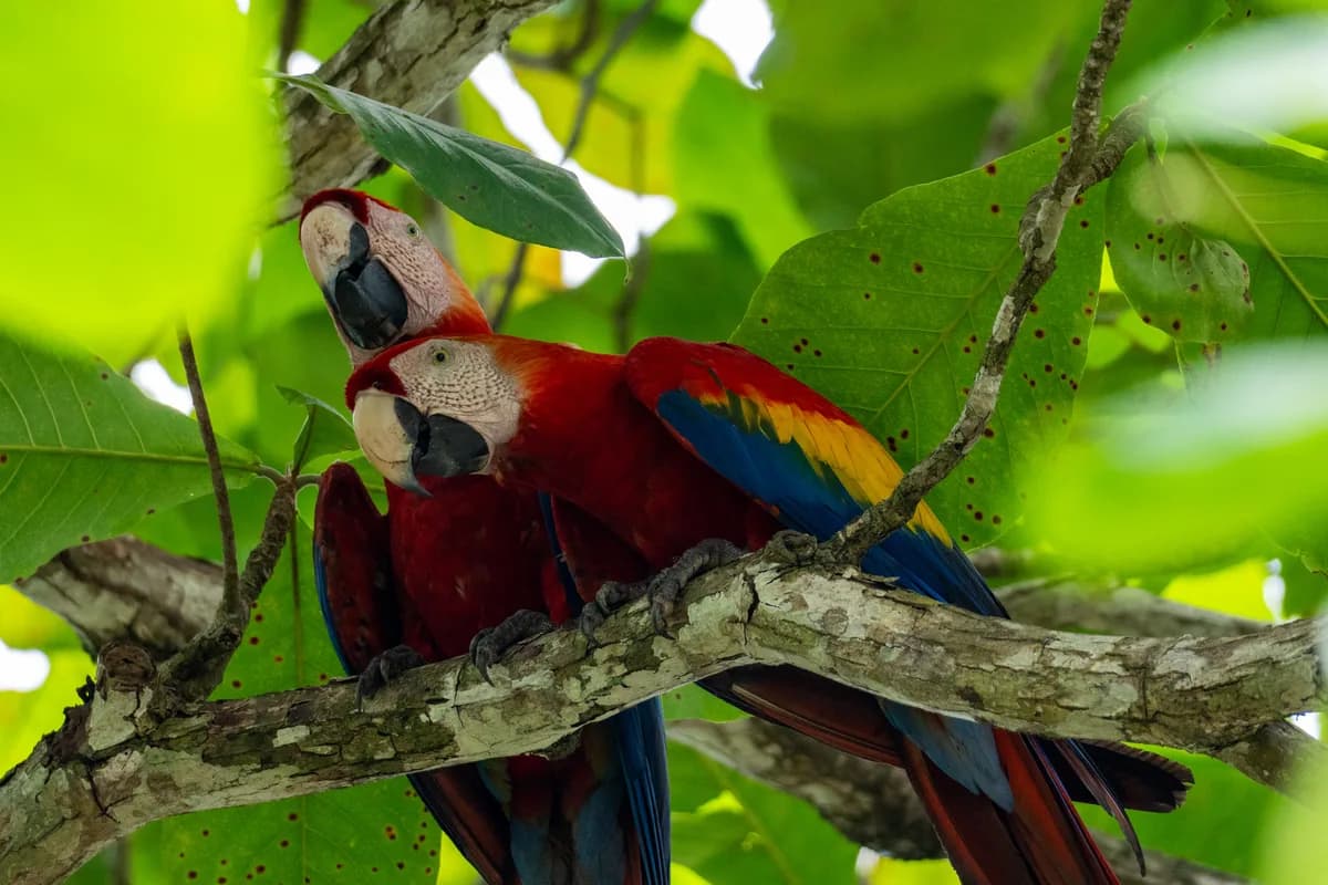 Dry-season wildlife viewing in Costa Rica