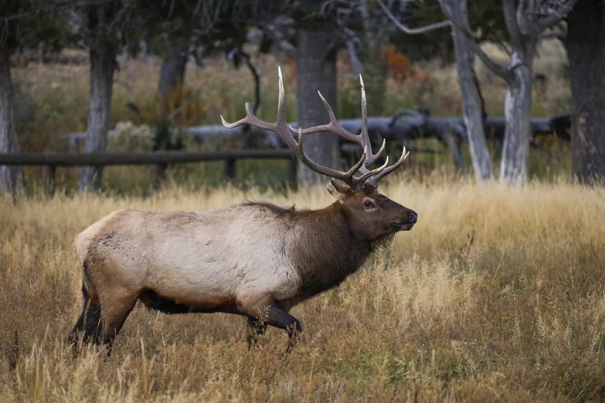 Elk rut in Yellowstone