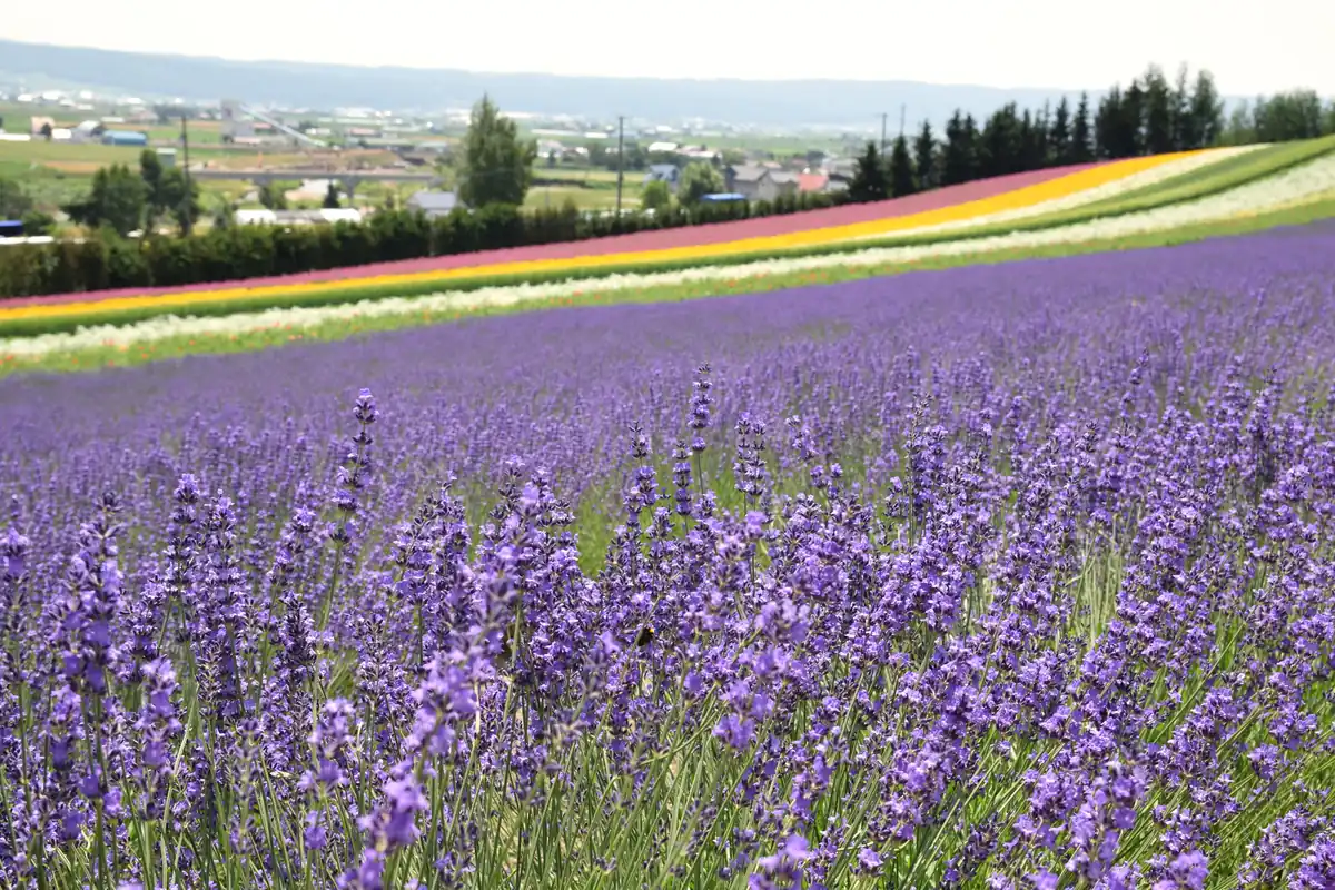 Furano lavender in Sapporo