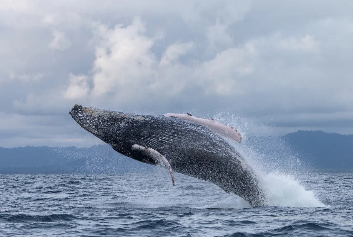 Humpback whale migration in Costa Rica