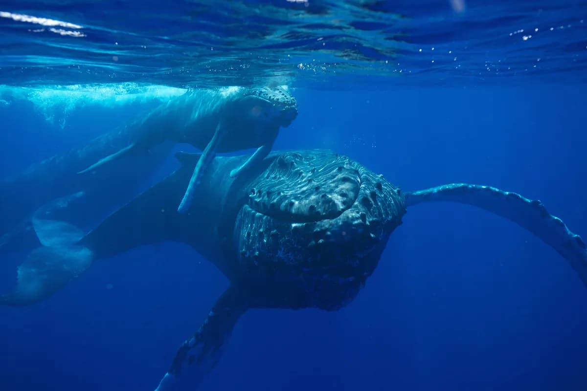 Humpback whale season in Hawaii