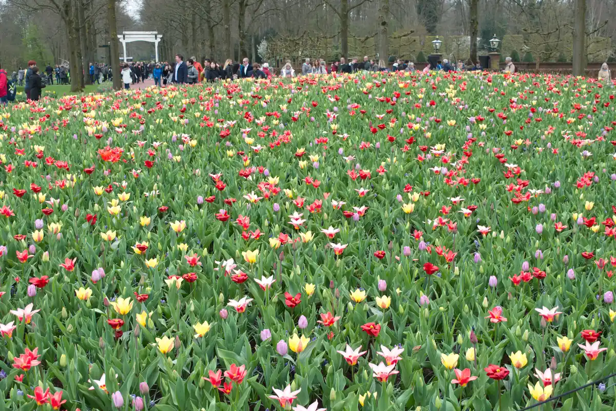 Keukenhof, a day trip from Amsterdam