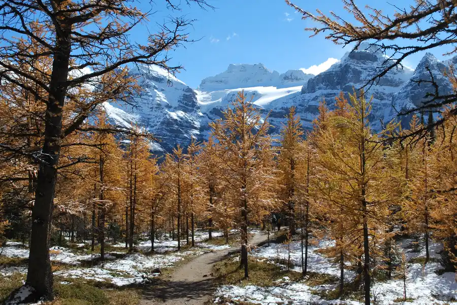 Larch season in Banff