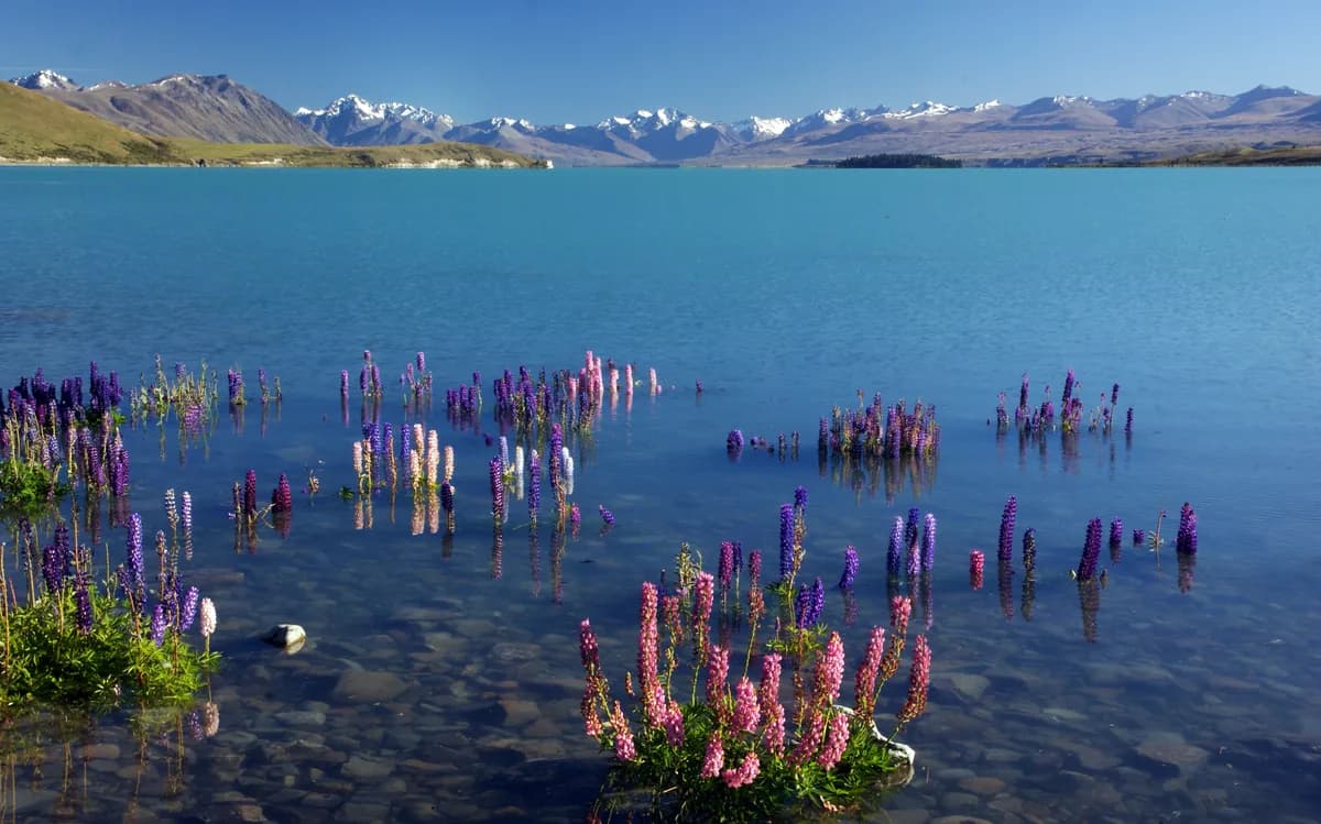 Lupin bloom in New Zealand