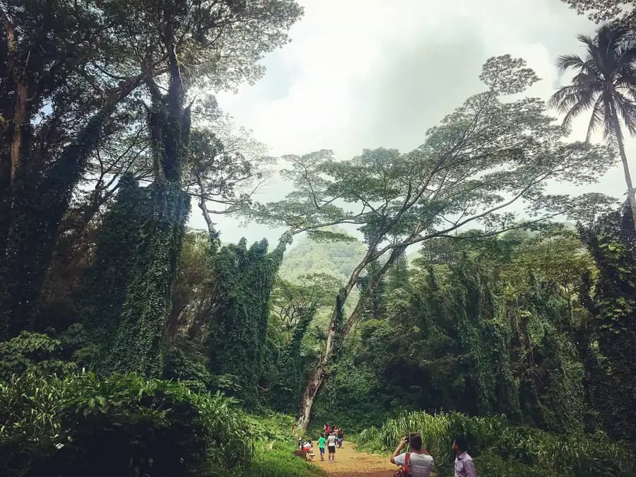 Manoa Falls Trail in Oahu