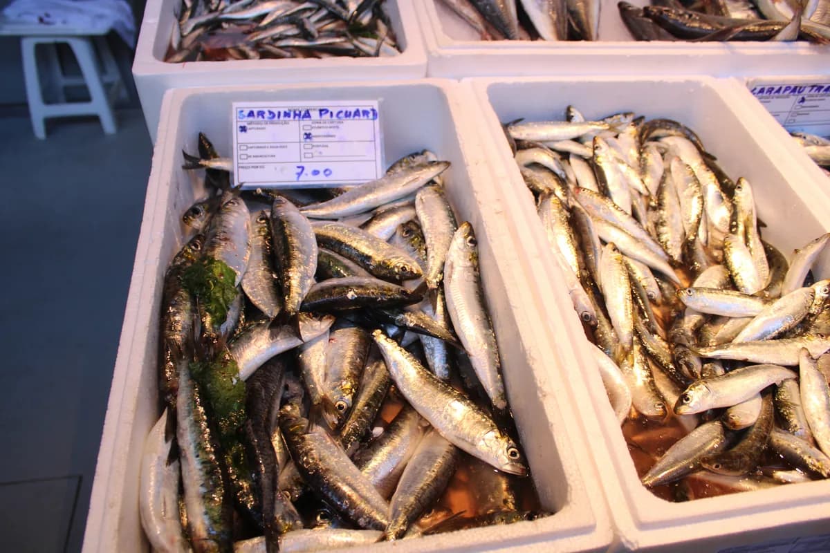 Mercado do Bolhao in Porto