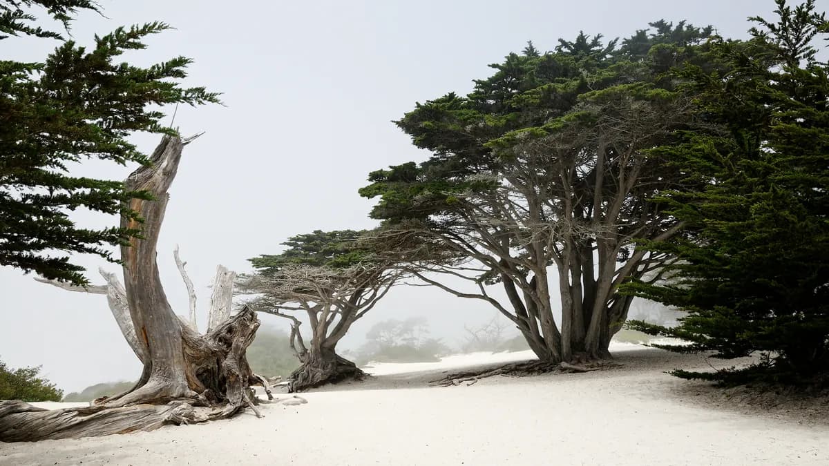 Monterey and Carmel, a day trip from San Francisco