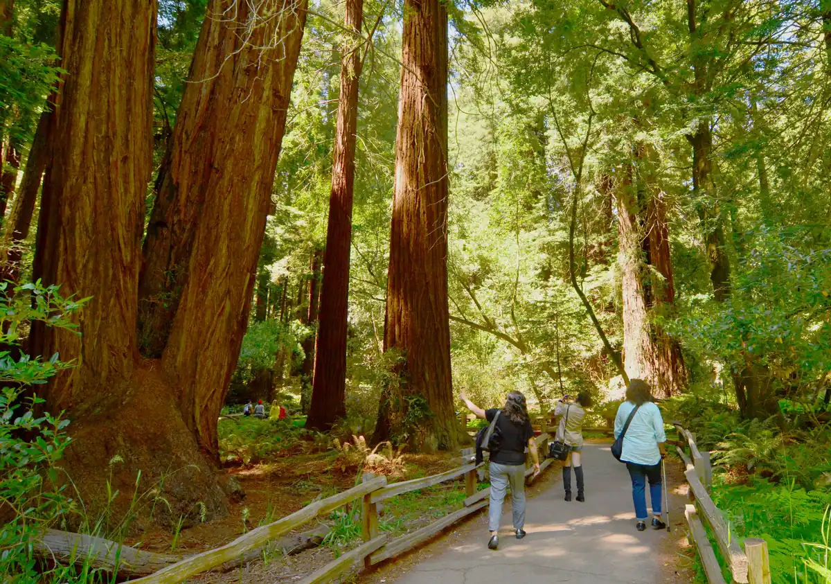Muir Woods, a day trip from San Francisco
