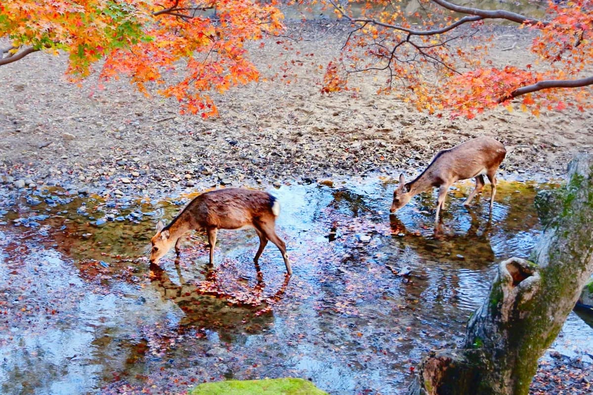 Nara, a day trip from Kyoto