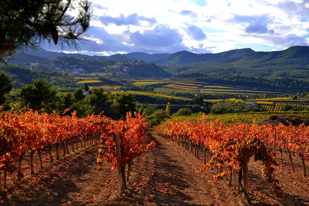 Penedès wine country (Sant Sadurní & Vilafranca), a day trip from Barcelona