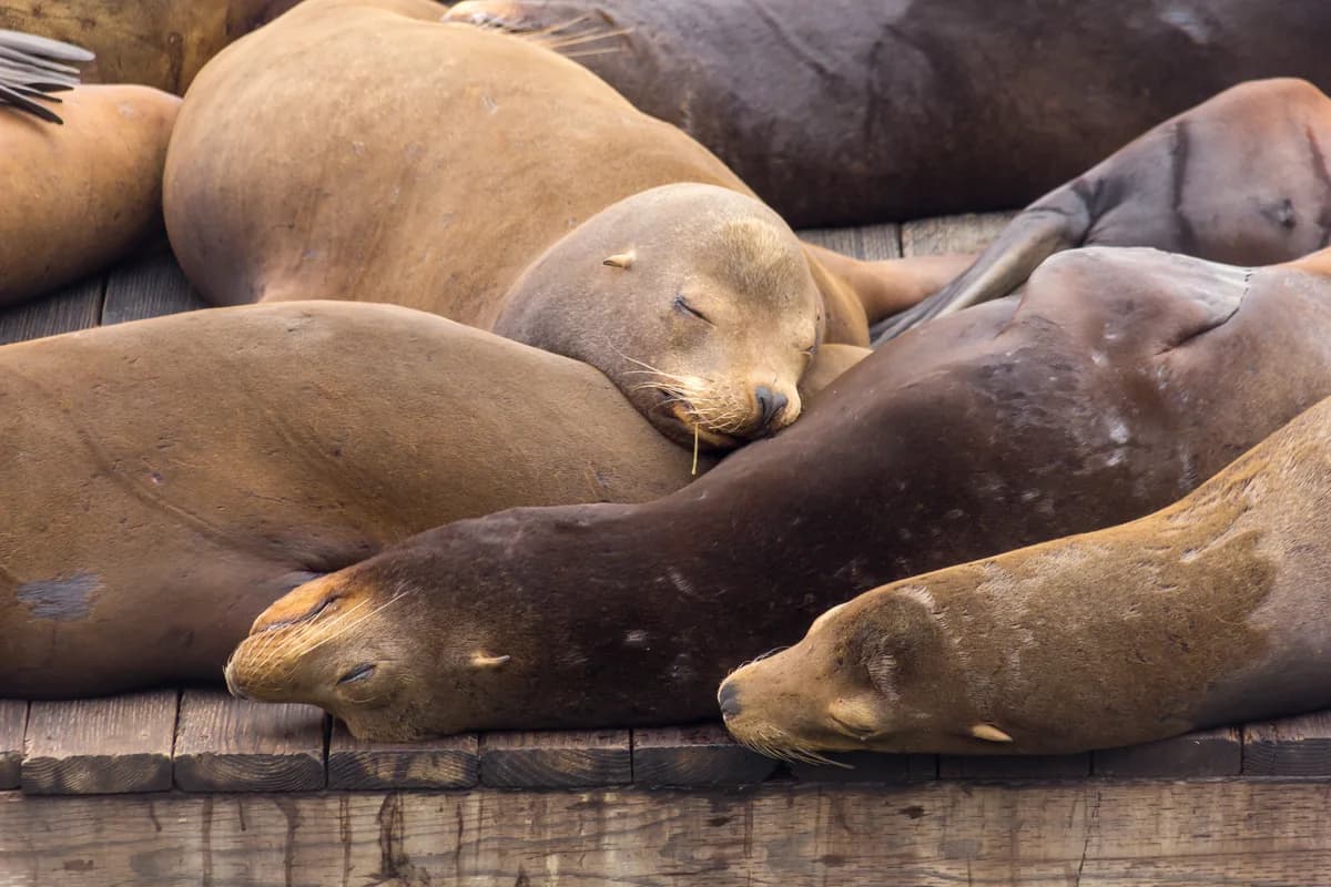 Sea lions doze in a heap on the wooden floats at Pier 39