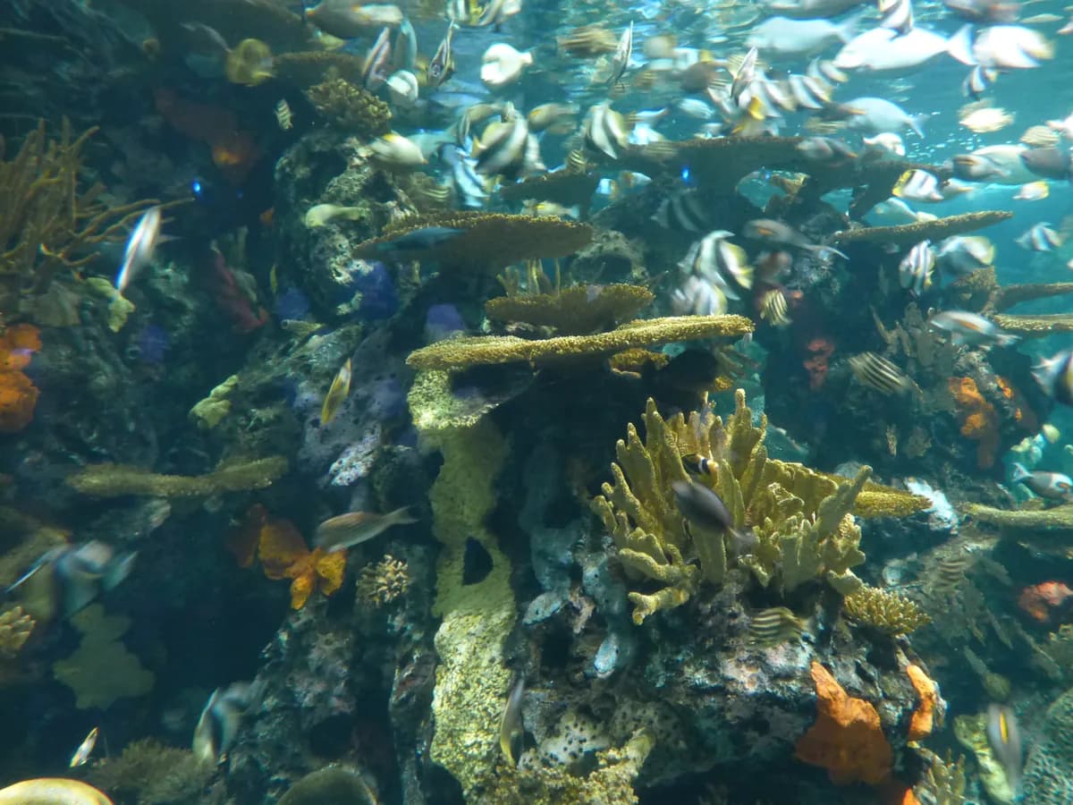 Ripley's Aquarium of Myrtle Beach in Myrtle Beach