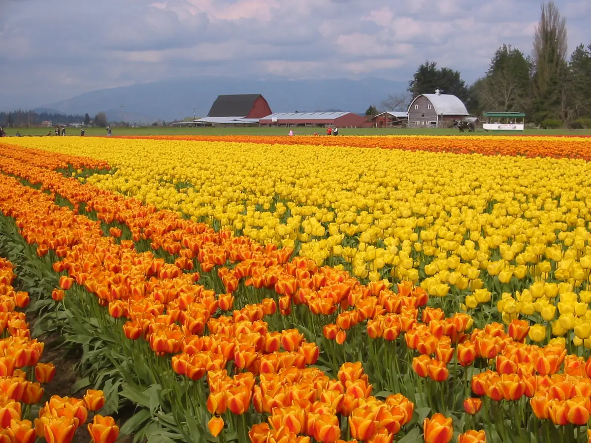 Skagit Valley Tulip Festival in Seattle