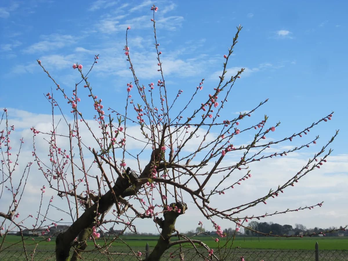 Spring bloom & Easter in Italy