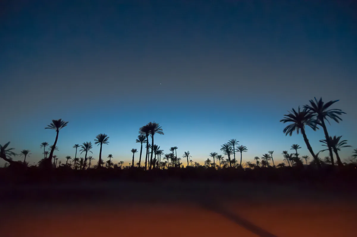 The Palmeraie in Marrakech
