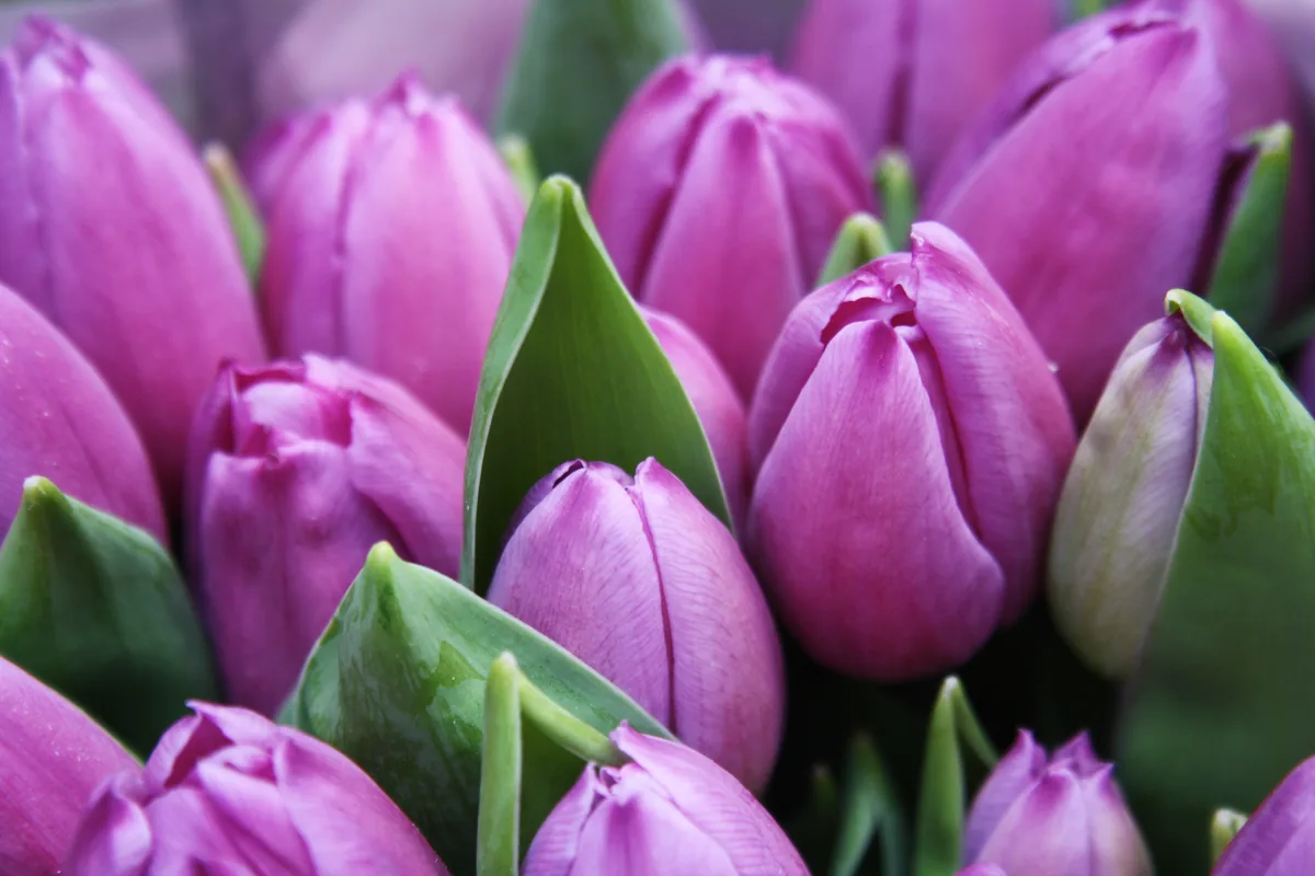 Tulip season & Keukenhof in Amsterdam