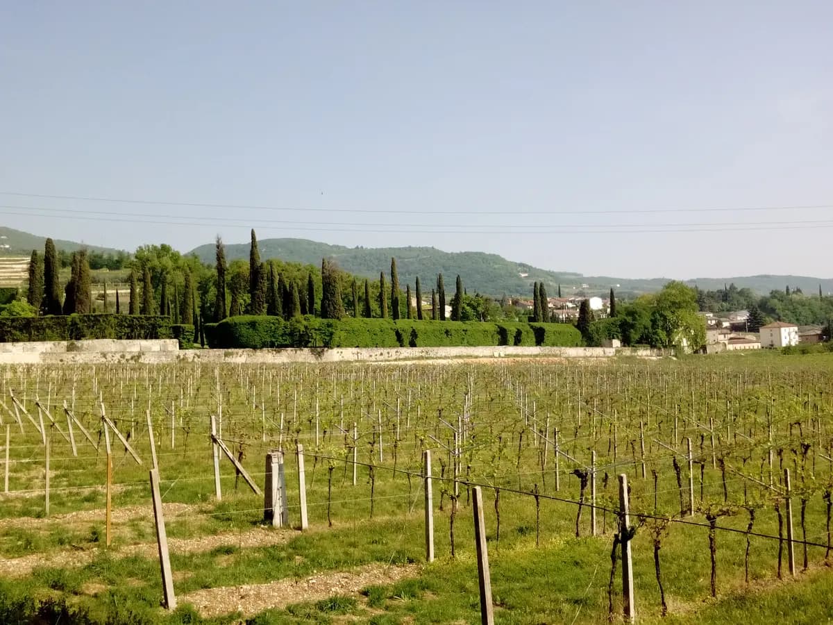 Valpolicella & Amarone wine tasting in Verona