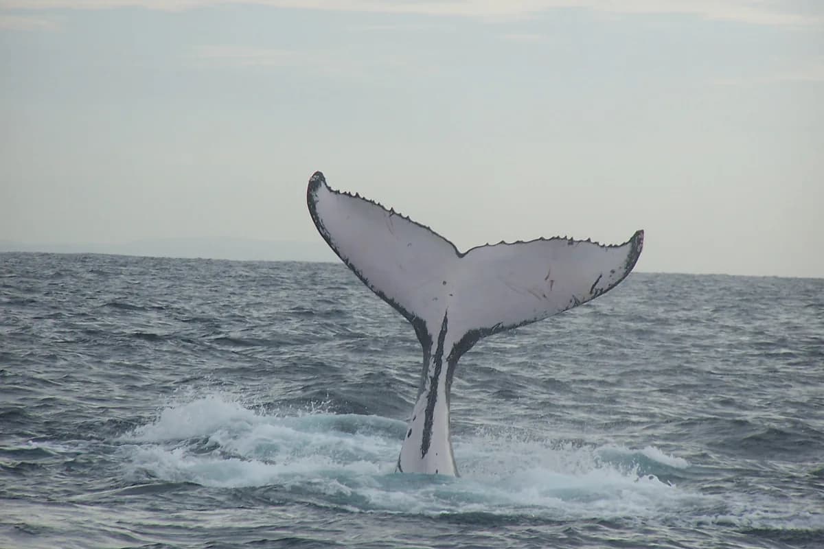 Whale migration in Australia