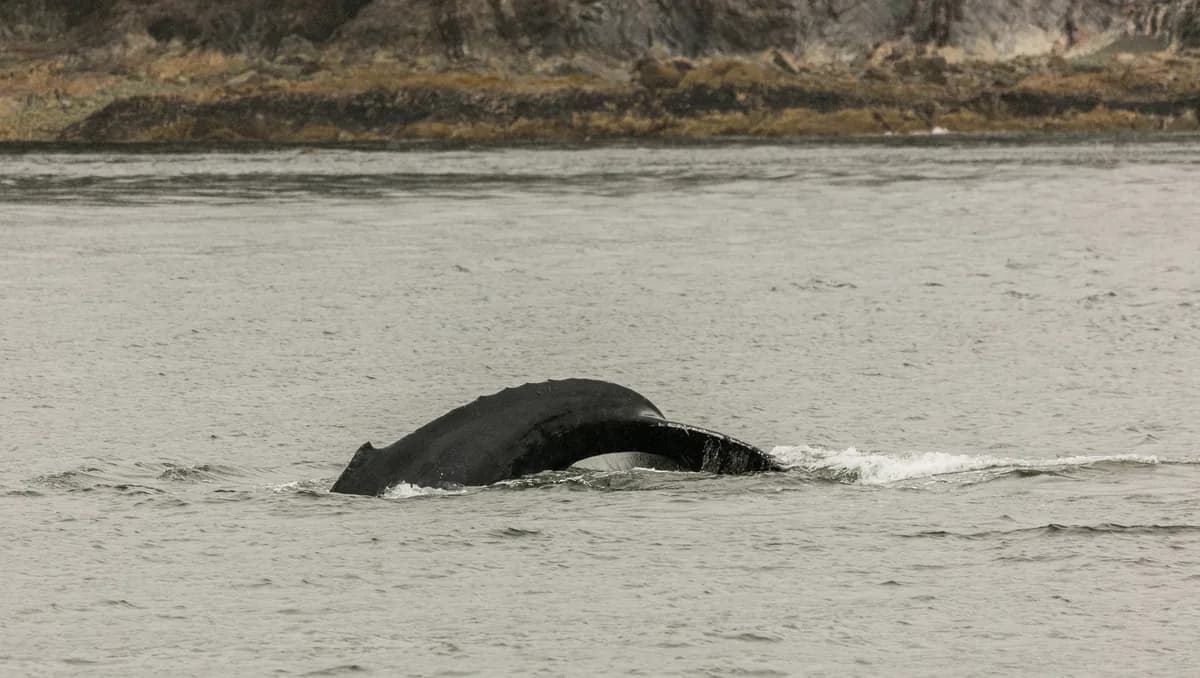 Whale watching in Auke Bay in Juneau