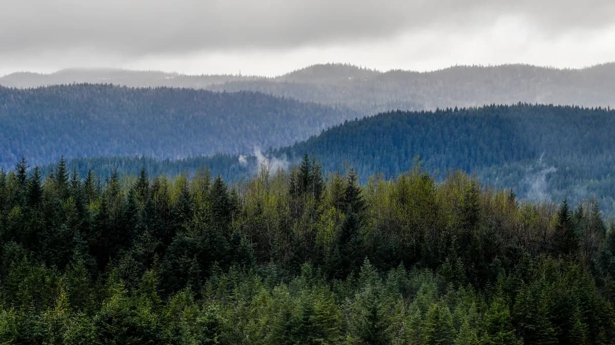 Ziplining in the rainforest in Juneau