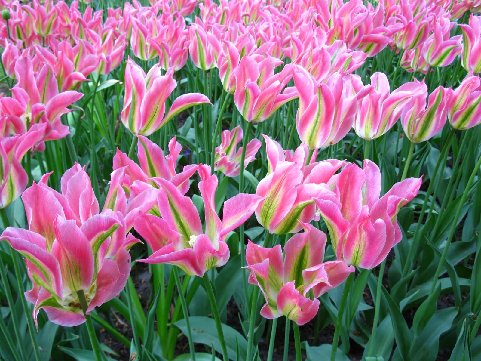 Stripes of pink and green tulips in full April bloom at the Keukenhof gardens in the Netherlands