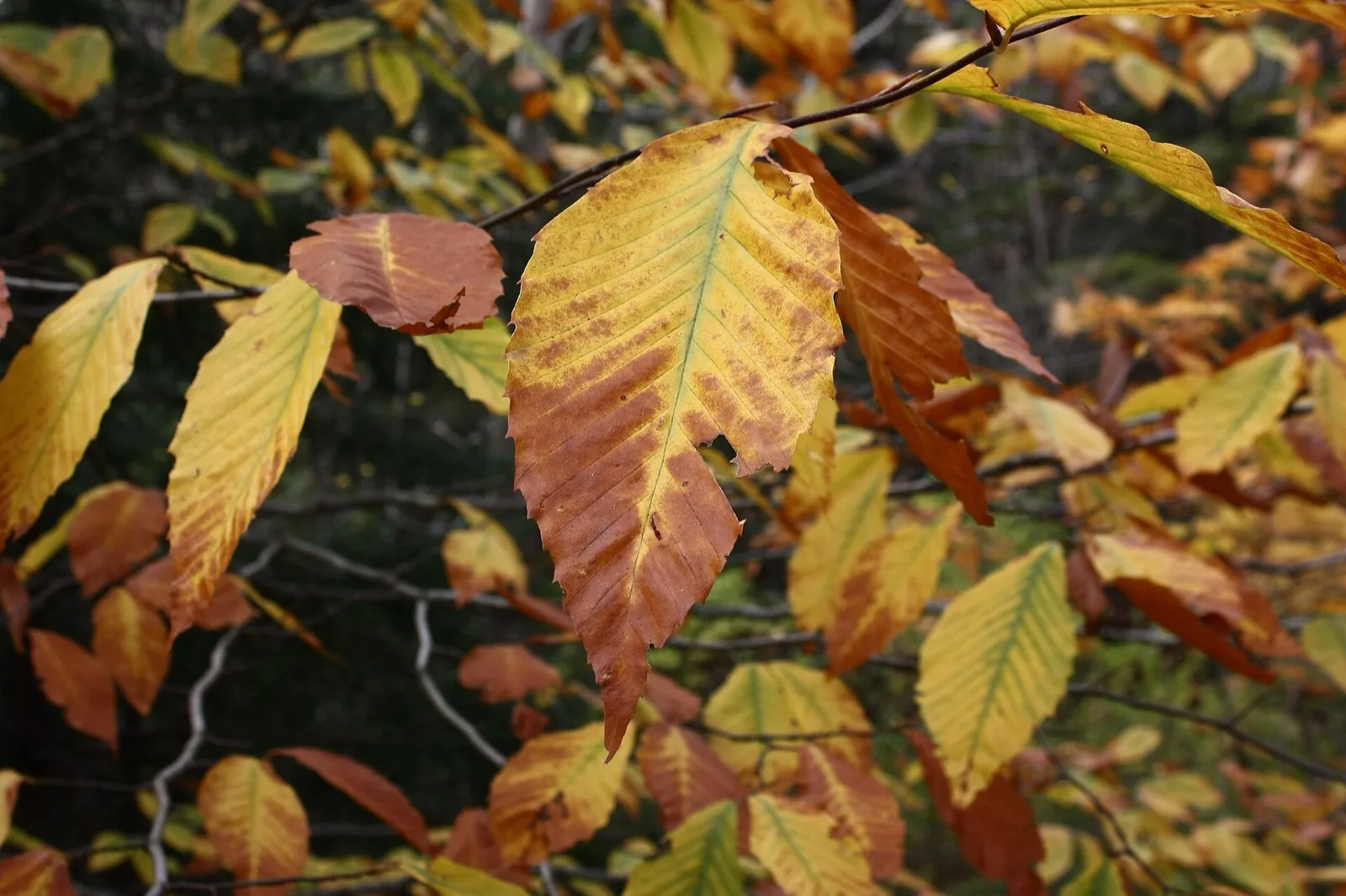 American beech in brilliant yellow and orange fall colors on Cannon Mountain, New Hampshire