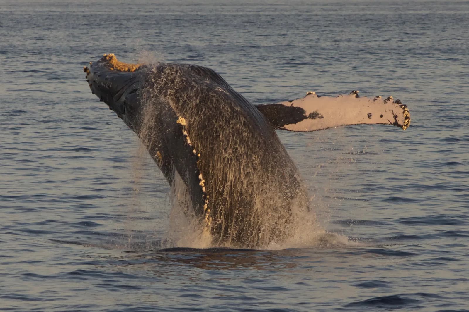 Humpback whale breaching out of the ocean off the coast of Maui in golden evening light