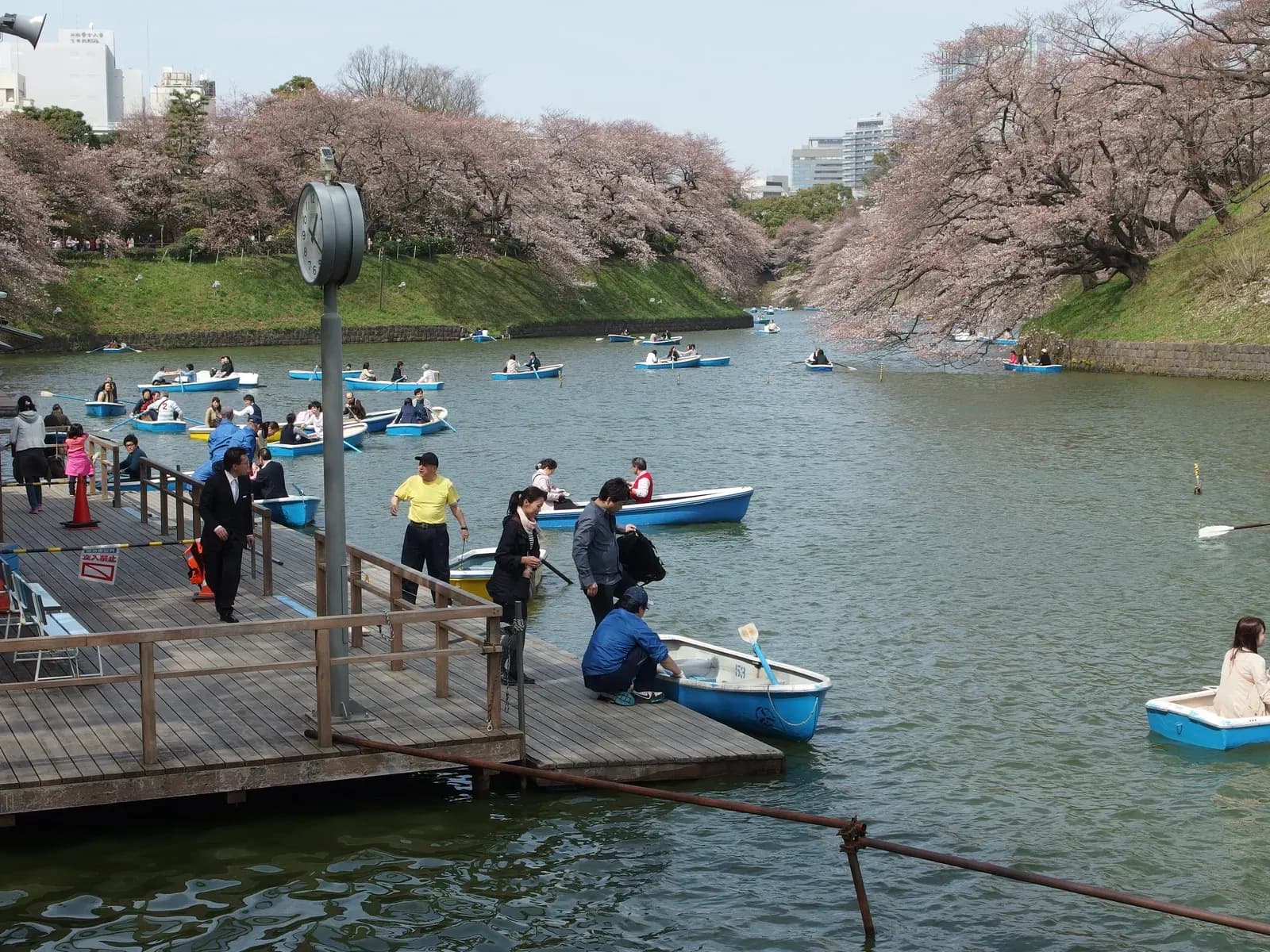 Rowboats on the Chidorigafuchi moat in Tokyo beneath banks of blossoming cherry trees