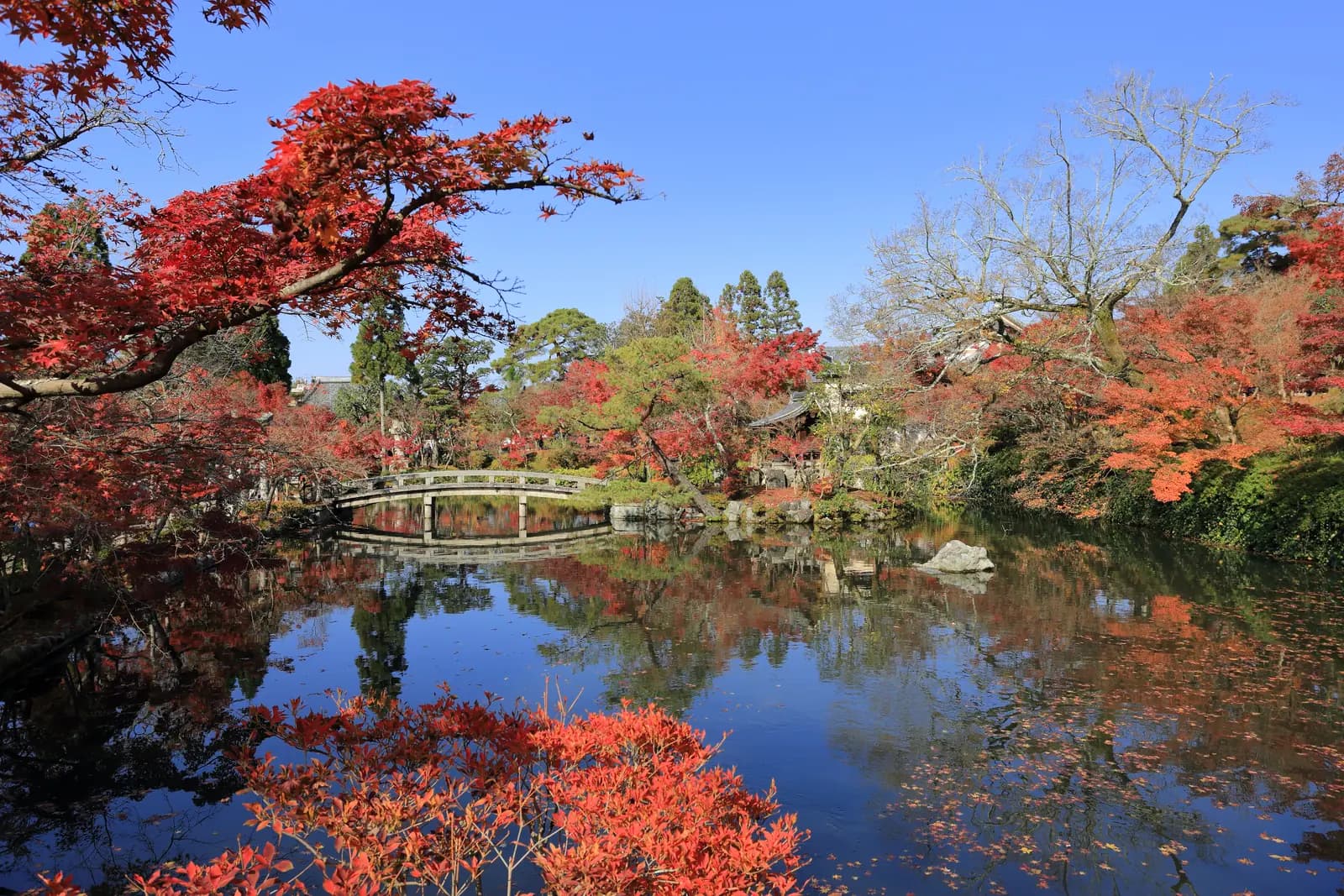 Fiery red November maples framing the pond and stone bridge at Eikan-do Zenrin-ji temple in Kyoto, reflected in still water