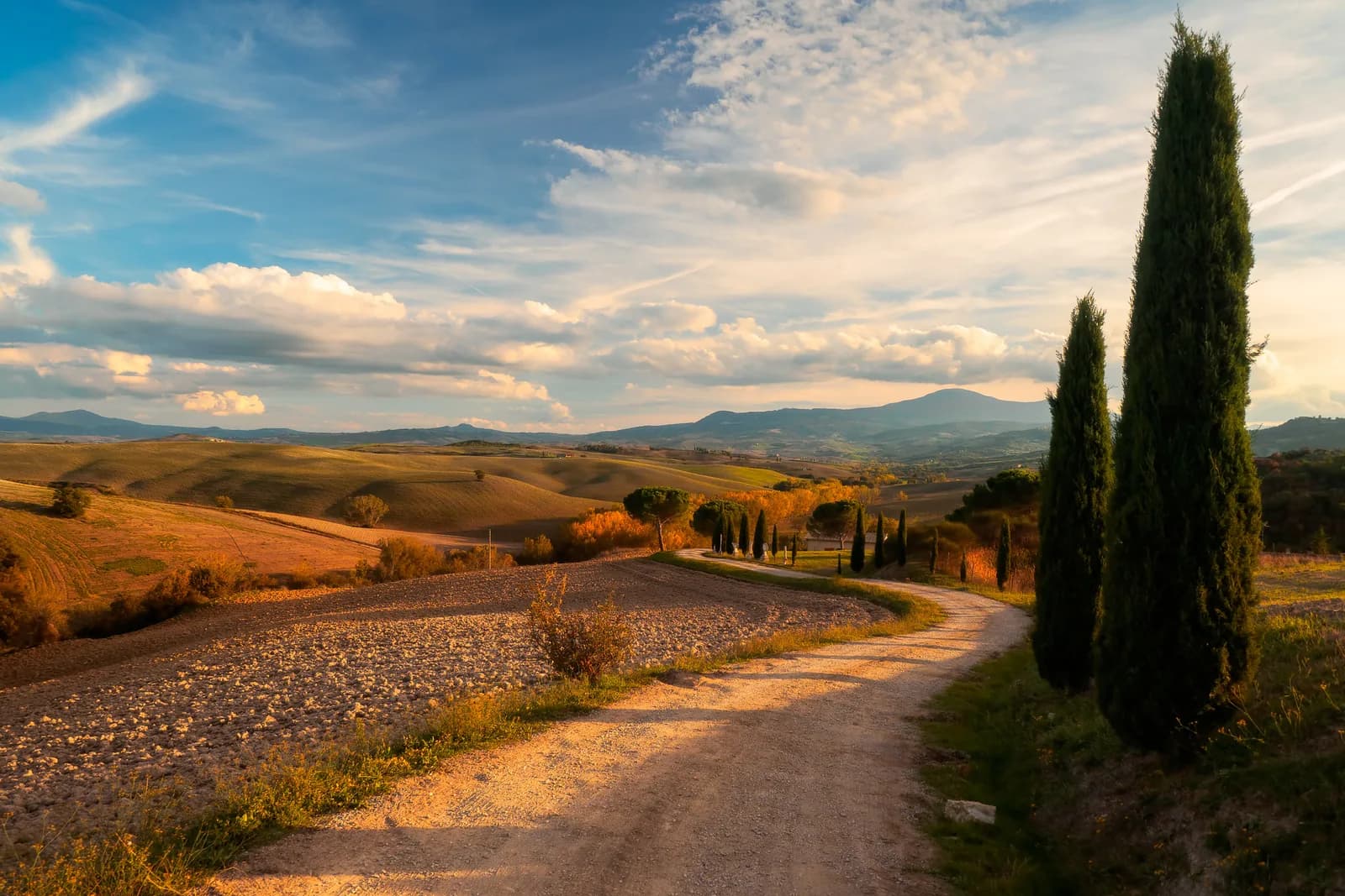 Golden evening light over a winding gravel road lined with cypress trees in the Val d'Orcia, Tuscany