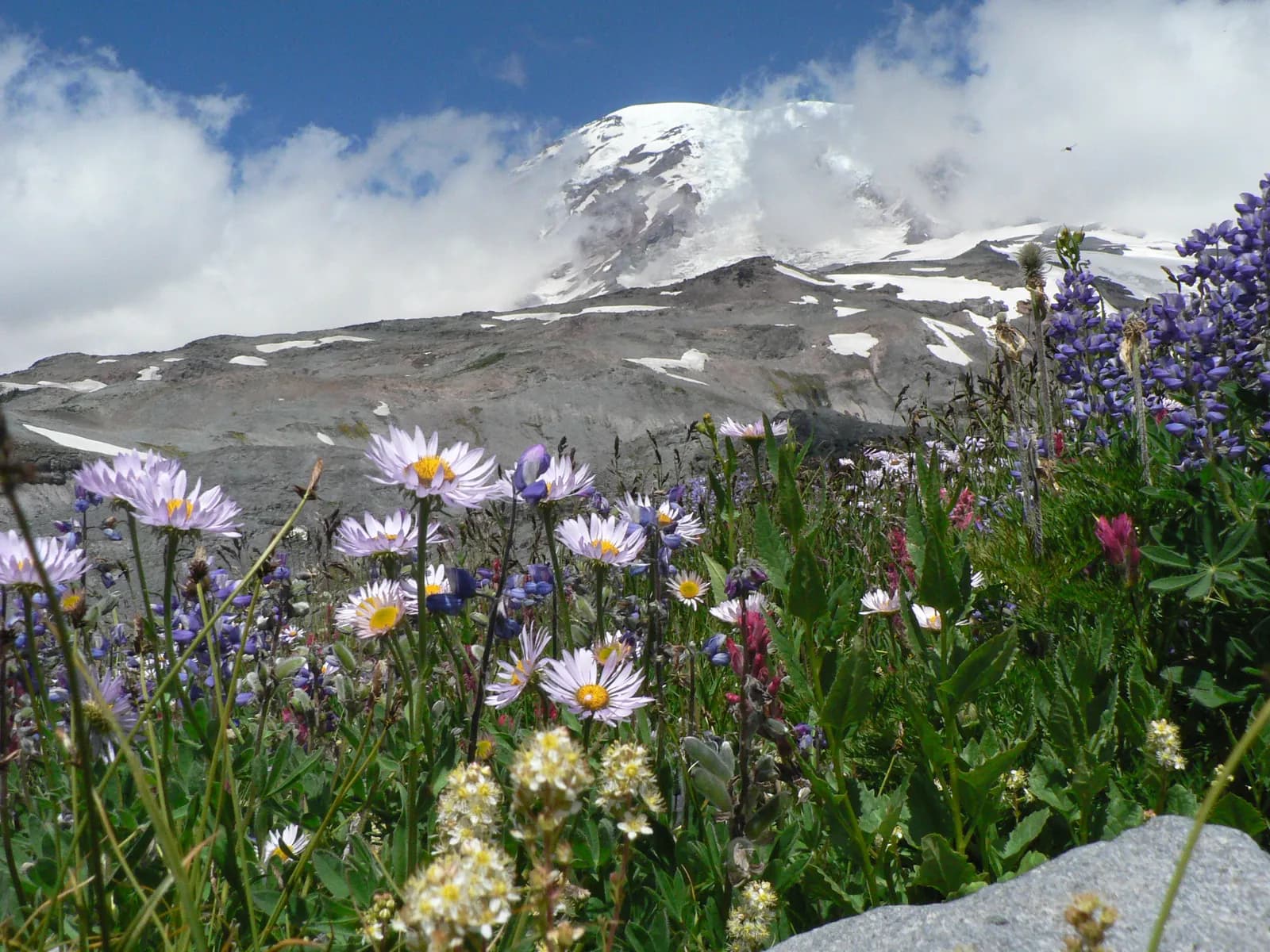 Purple daisies, lupine and paintbrush in a summer meadow above Paradise, with the snow-covered summit of Mount Rainier behind
