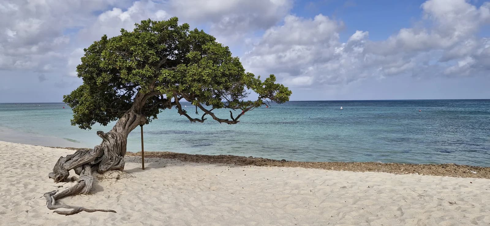 A wind-bent fofoti tree leaning over the white sand and turquoise water of Eagle Beach, Aruba