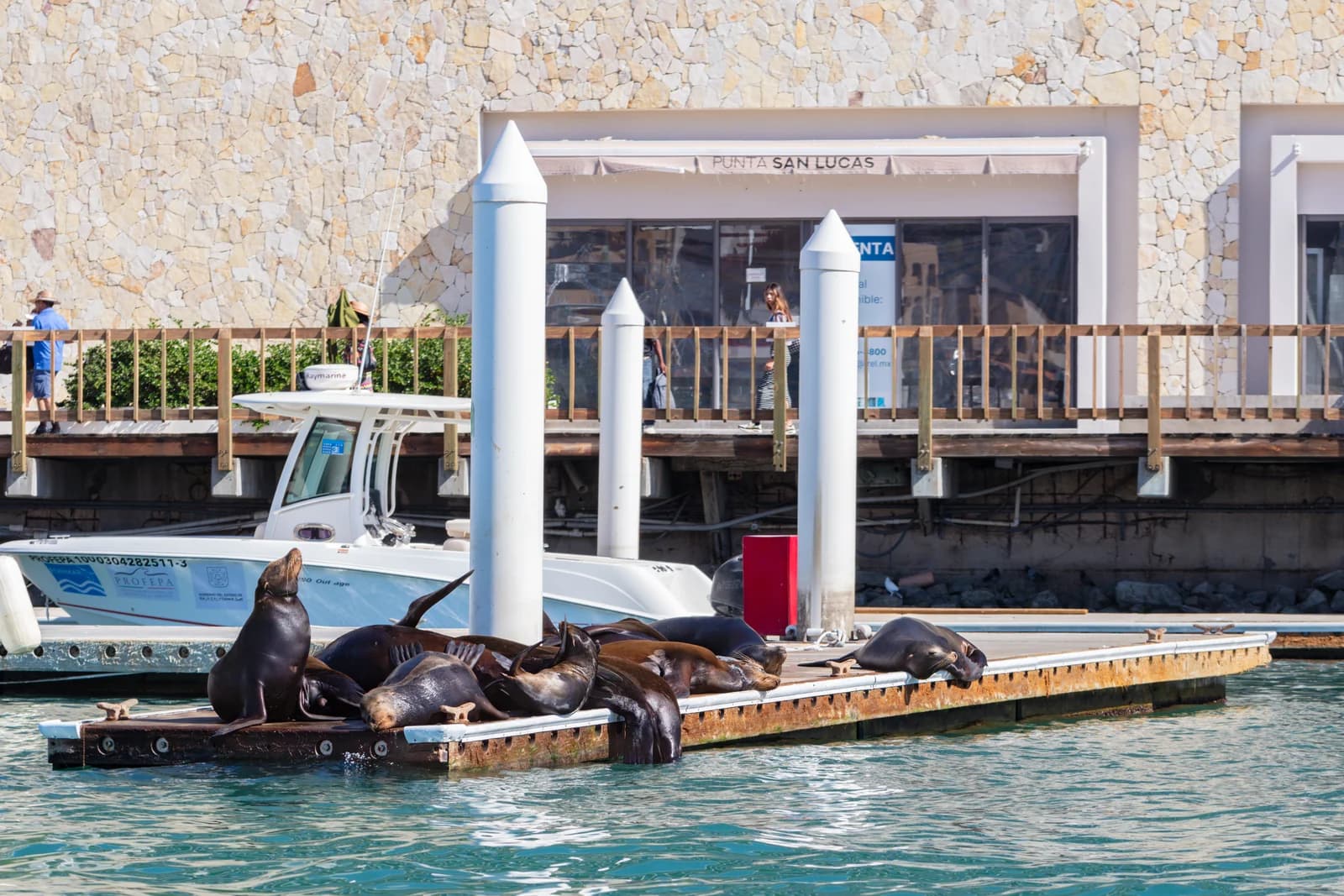 California sea lions hauled out on a pontoon in the Cabo San Lucas marina beside the boardwalk