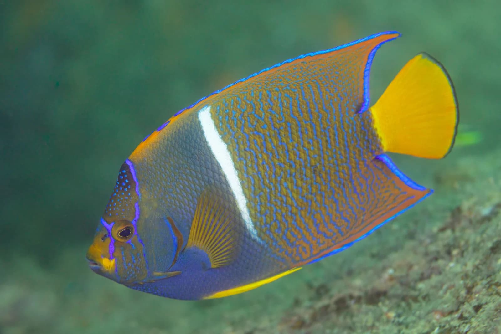 A king angelfish over the reef at Cabo Pulmo National Park on the East Cape