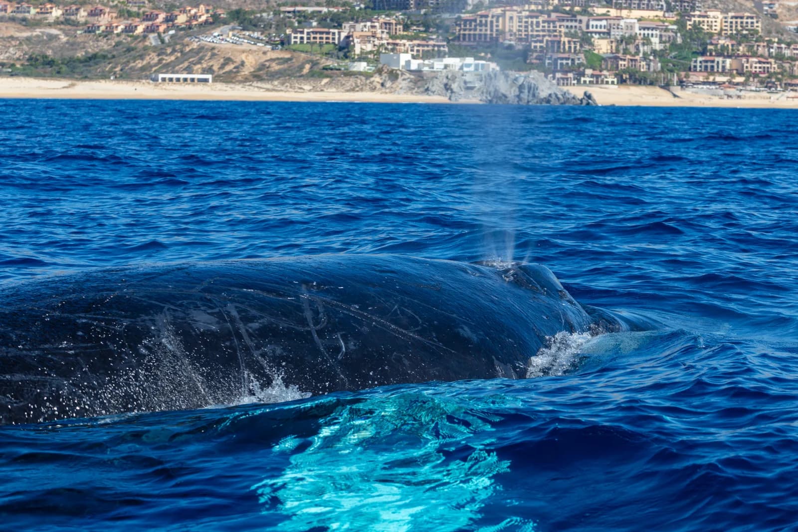 A humpback whale surfacing and blowing in the bay off Cabo San Lucas, with the shoreline behind