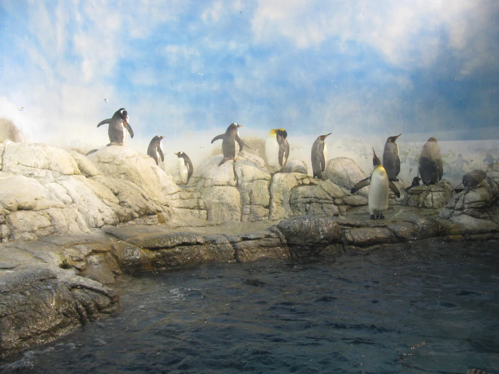 King and gentoo penguins standing on rocks above the water in the Indianapolis Zoo penguin enclosure