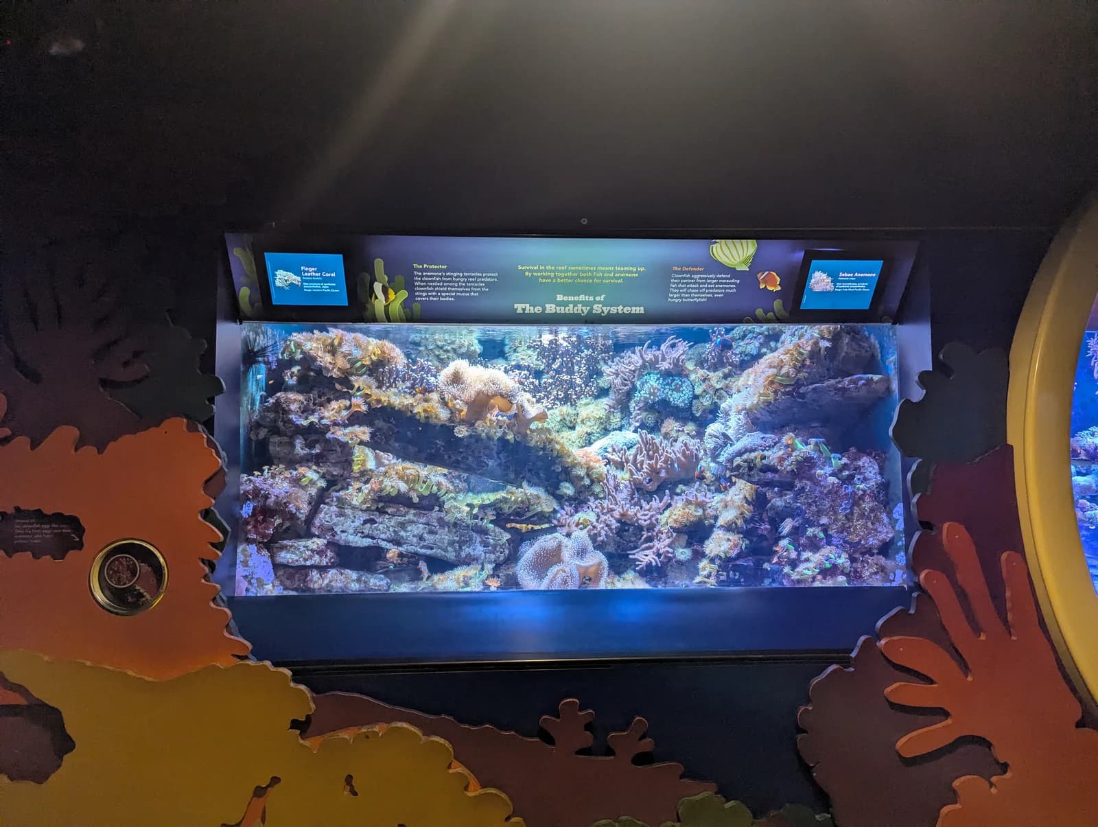 Fish swimming in the reef tank at the New York Aquarium on Coney Island
