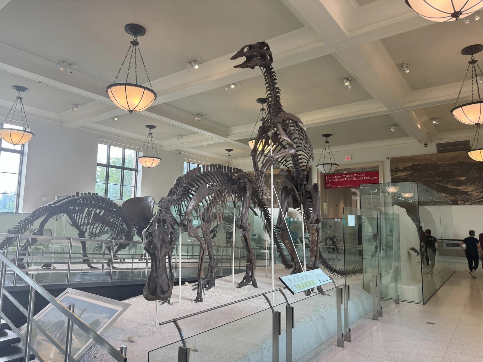 Duck-billed dinosaur skeletons mounted in a hall at the American Museum of Natural History
